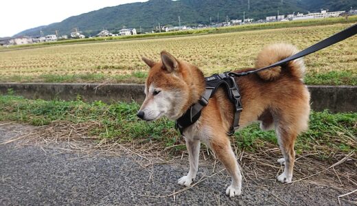 稲の刈り取りが始まった。