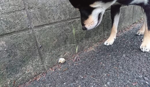 下のソーシャルリンクからフォロー