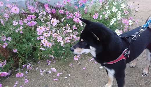 やっぱりコスモスはピンク色