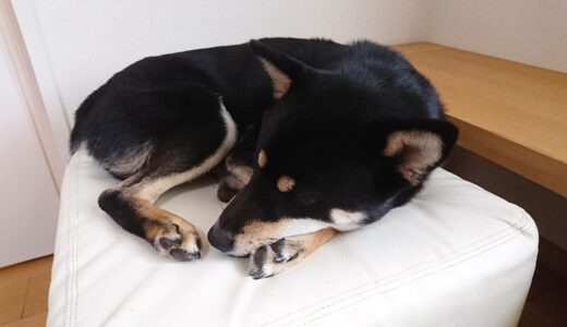 お留守番の黒柴 大福まめ