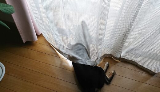 窓から外を眺める黒柴 大福まめ