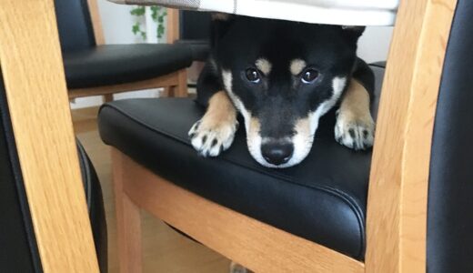 掃除中は手持ちぶさたな黒柴 大福まめ