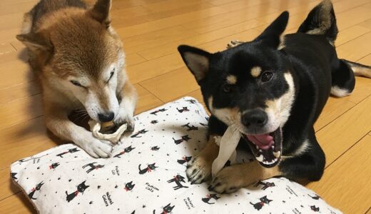 柴犬 空まめと黒柴 大福まめが仲良くガムを噛んでいた。