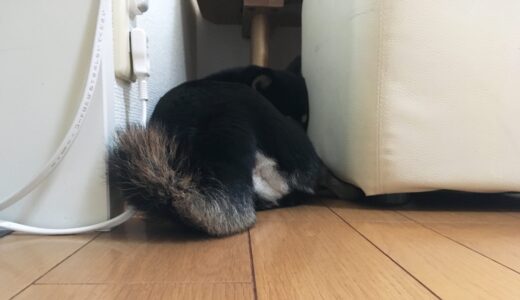 黒柴 大福まめは狭いところが大好き