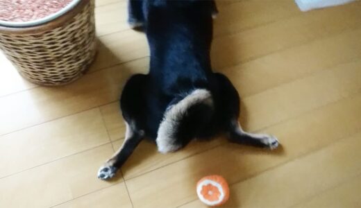 くつろぎすぎる黒柴 大福まめ