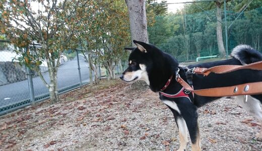 今年はキンモクセイが長持ちしなかった気がします。