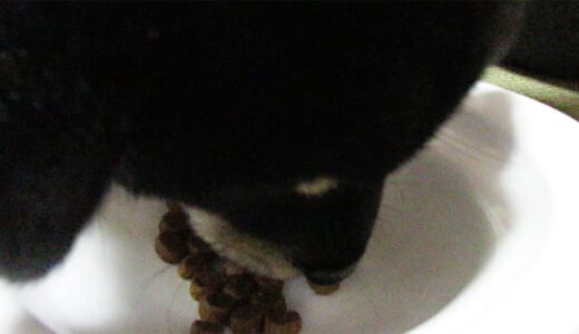 黒柴 大福まめは小さい頃、食事もかわいかった