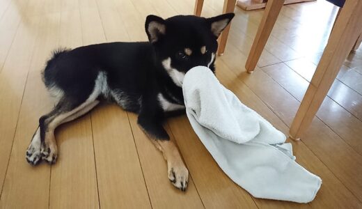 振り向くと黒柴 大福まめの鼻にタオルが引っかかってました。