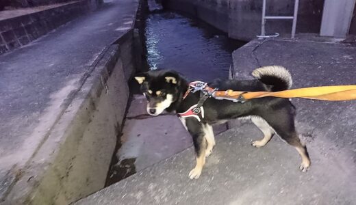 黒柴 大福まめの朝の散歩はとっても早い
