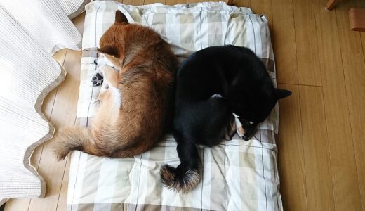 寒い日に柴犬 空まめと黒柴 大福まめは寄り添って寝てます。