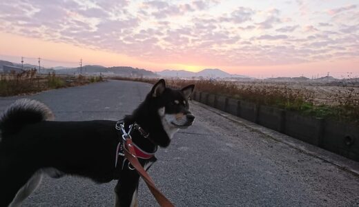 朝陽と黒柴 大福まめ