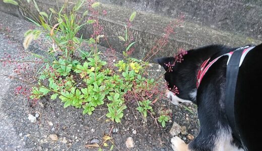 下のソーシャルリンクからフォロー