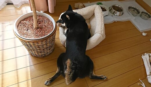 黒柴 大福まめは小さめのキューブベッドがお気に入り