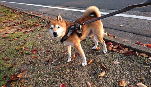 柴犬 空まめと秋の桜
