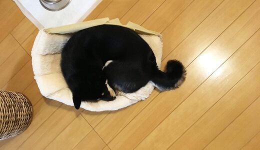 カメレオンかタツノオトシゴみたいな黒柴 大福まめ