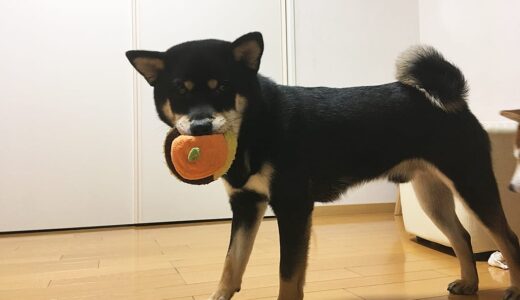 鏡餅をくわえているみたいな黒柴 大福まめ