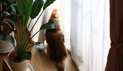 いつも窓から外を見ているまめ家の柴犬たち