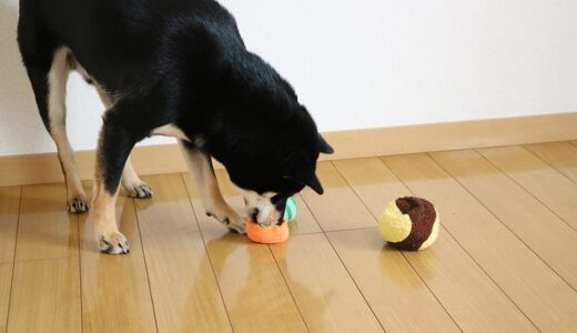 黒柴 大福まめは何個のボールをいっぺんにくわえられるでしょうか？