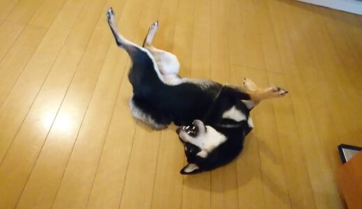 陽気な黒柴 大福まめのダンス
