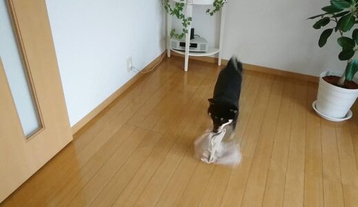朝からハイテンションな黒柴 大福まめ