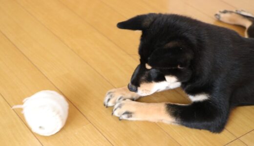 タマをとる黒柴 大福まめ