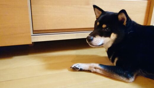 黒柴 大福まめはボールがサイドボードの下に入ってしまって困ってます。