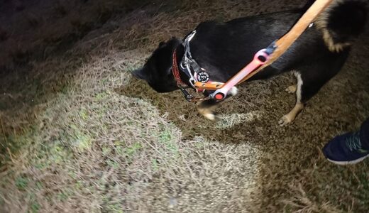 土日の朝は黒柴 大福まめと柴犬 空まめの両方と散歩