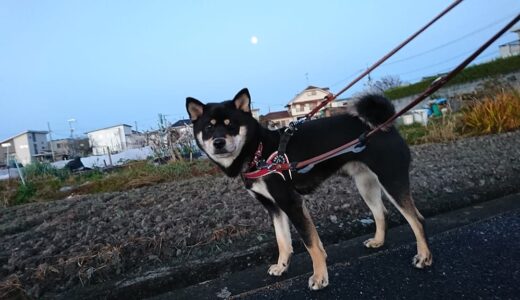 朝の月と黒柴 大福まめ