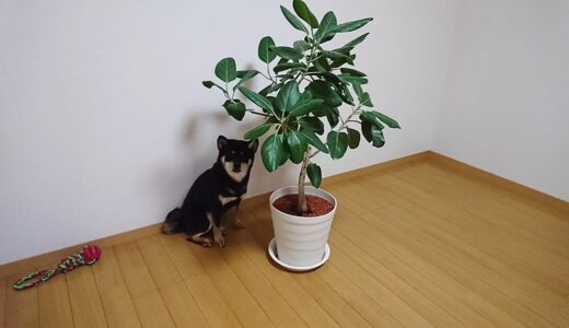 家の中でも面白い黒柴 大福まめ