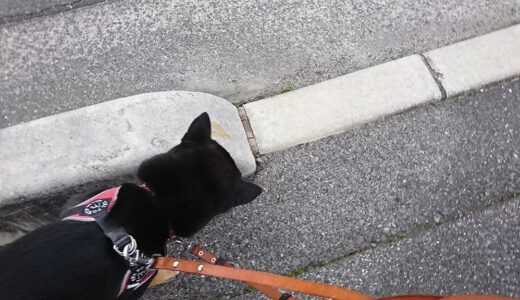 黒柴の頭が茶色になるのは冬だから？