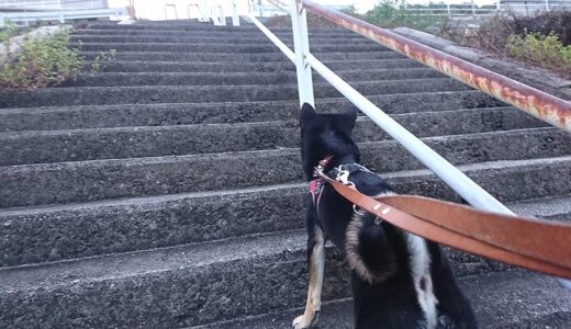 街が一望できる散歩道