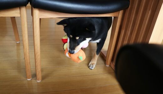 新しいオモチャをあげると…