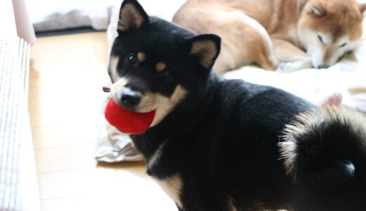 果物ボールをメチャメチャ気にいった黒柴 大福まめ