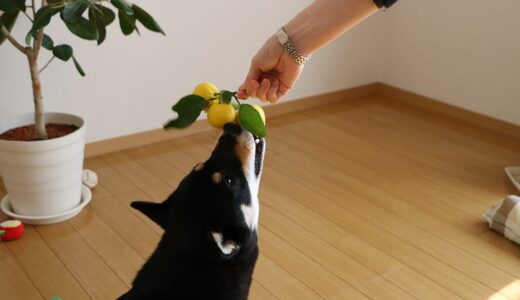 12月22日は冬至です