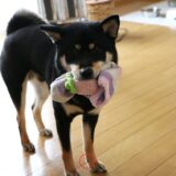 柴犬の狼爪は自然に抜け替わる