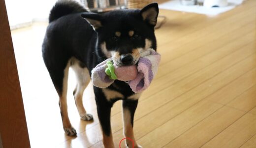 柴犬の狼爪は自然に抜け替わる