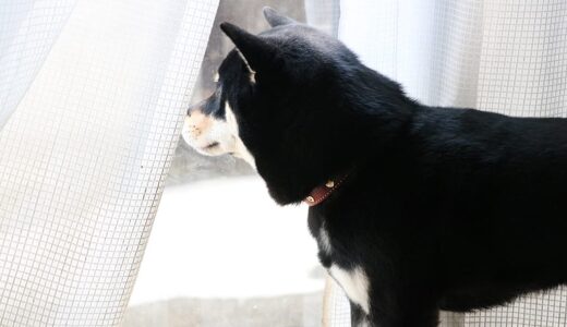 黒柴 大福まめのお年玉