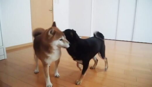 まめ家の柴犬たちは雄同士なのに求愛行動？