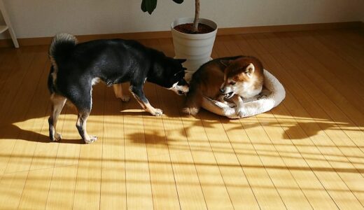 寝床を空まめに取られてしまった大福まめ。無事に取り返すことができるでしょうか？