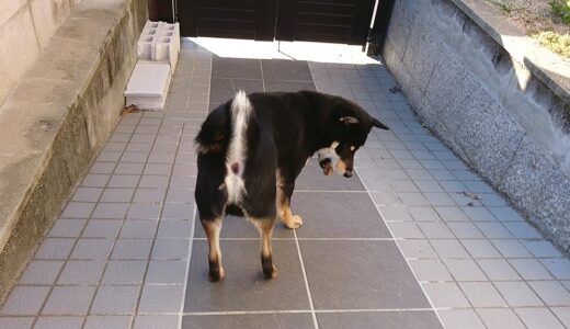 黒柴 大福まめは何個の石をくわえているでしょうか？