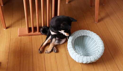 ゴミ籠のふたで遊ぶ3ヵ月頃の黒柴 大福まめ