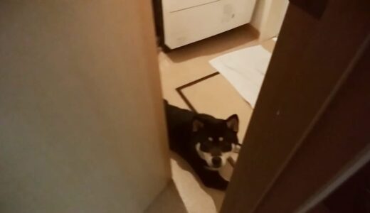 黒柴 大福まめがいなくなったら…