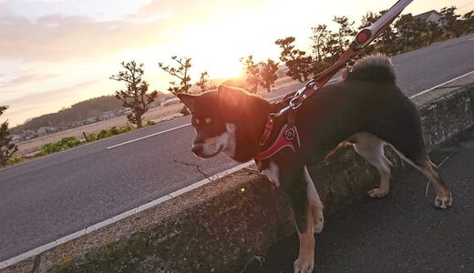 まめ家のお正月?：初日の出