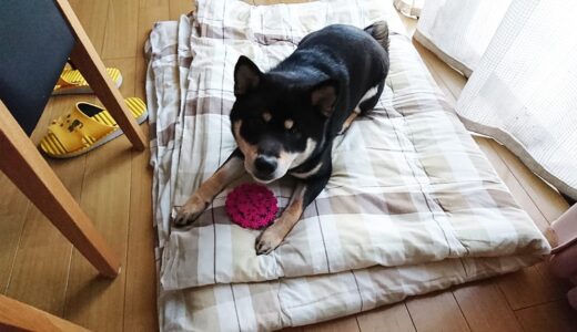 取ってきたコースターはどこへ？