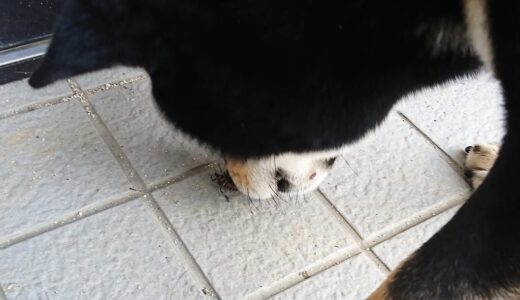 黒柴 大福まめのあごに腫瘍（皮膚組織球腫）が出来てしまった。