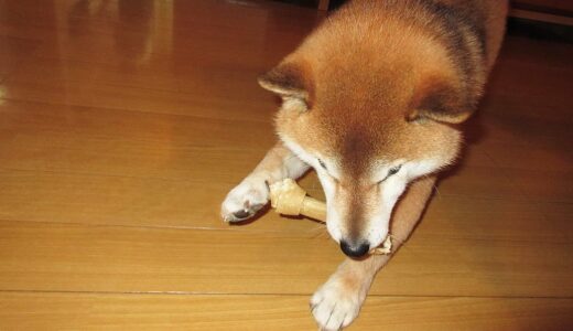 ボール遊びをする柴犬 空まめ（10歳の頃）