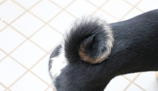 柴犬のしっぽ図鑑