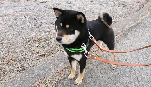 どっちに行こうか迷う黒柴 大福まめ