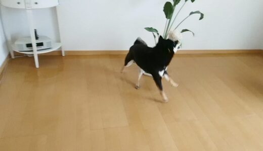 コットン・ボーンを振り回して暴れ回る黒柴 大福まめ