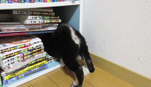 黒柴 大福まめはマンガ好き